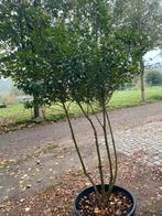 Meerstammige ilex bleu prince, Tuin en Terras, Ophalen, In pot, Overige soorten, 100 tot 250 cm