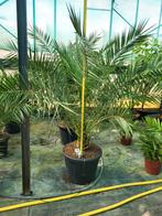 Phoenix canariensis 1m60 de hauteur de la plante, Jardin & Terrasse, Enlèvement ou Envoi
