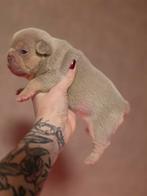 Franse bulldog pups(nog 3 pups ter beschikking), Dieren en Toebehoren, België, Fokker | Hobbymatig, 8 tot 15 weken, CDV (hondenziekte)