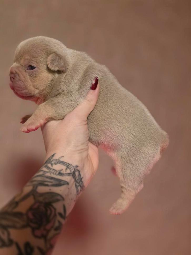 Franse bulldog pups(nog 1 reu ter beschikking), Dieren en Toebehoren, Honden | Bulldogs, Pinschers en Molossers, Meerdere dieren