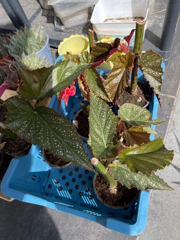 Stippenbegonia beschikbaar voor biedingen