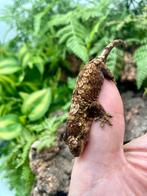 2 mainland chahoua babies