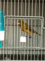 Canari raza espagnol 2025, Animaux & Accessoires