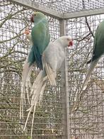 Pop blauw pallid bleekstaart 20, Dieren en Toebehoren, Vogels | Parkieten en Papegaaien