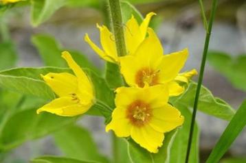 Lysimachia Punctata beschikbaar voor biedingen