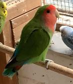 Argapornis, Dieren en Toebehoren, Geslacht onbekend, Dwergpapegaai of Agapornis