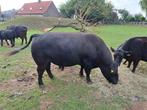 Black Angus Low Line dekstier, Dieren en Toebehoren, Runderen, Mannelijk, 3 tot 6 jaar