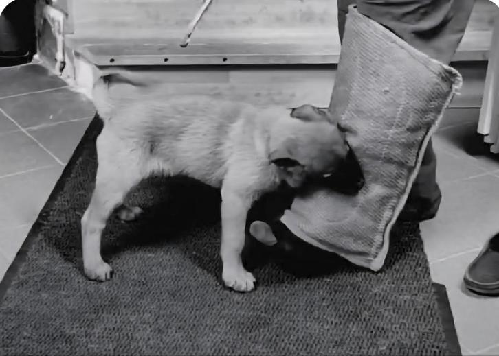 Puppies mechelse herder met FCI stamboom, Dieren en Toebehoren, Honden | Herdershonden en Veedrijvers, Meerdere dieren, Herder