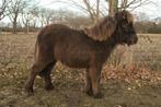 Shetland x Appaloosa hengst jaarling, Dieren en Toebehoren, Hengst, Ontwormd