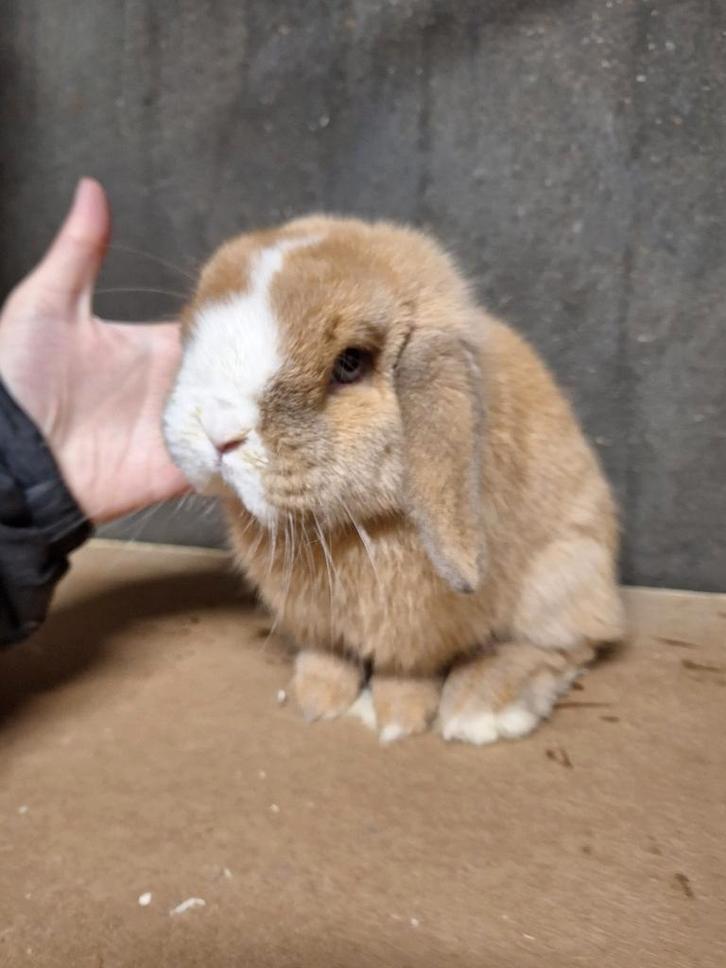 Raszuiver klein rammetje minilop, Animaux & Accessoires, Lapins, Petit, Mâle, 0 à 2 ans, Oreilles tombantes