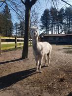 Alpacamerrie te koop, Dieren en Toebehoren