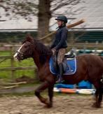 Kruising koudbloed ruin 4jaar, Dieren en Toebehoren, Paarden, Ruin, Zadelmak