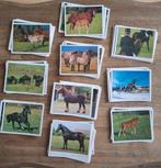 Panini complete set 180 afbeeldingen paarden paarden, Ophalen of Verzenden