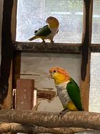 Kweekkoppel geeldijcaique te koop, Dieren en Toebehoren, Vogels | Parkieten en Papegaaien, Meerdere dieren, Papegaai, Geringd