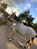 Schimmel ruin project paard, Dieren en Toebehoren, Paarden, Gechipt, B, Ruin, 170 tot 175 cm