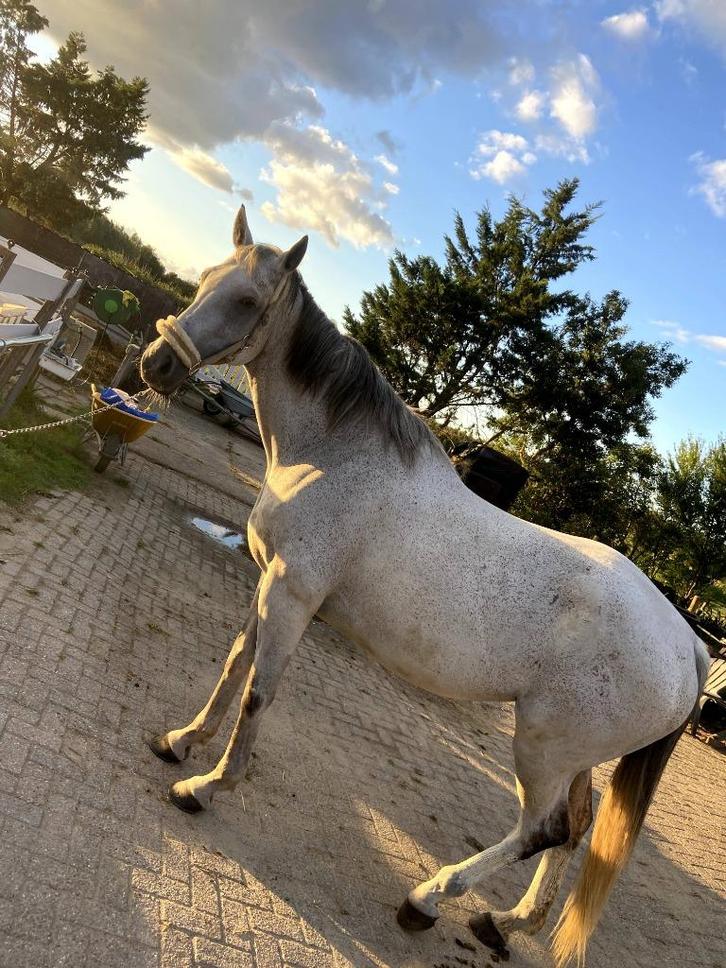 Schimmel ruin project paard, Dieren en Toebehoren, Paarden, Ruin, B, 170 tot 175 cm, 11 jaar of ouder, Recreatiepaard, Gechipt