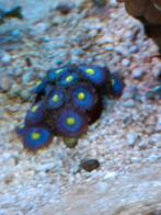Walters, Dieren en Toebehoren, Vissen | Aquaria en Toebehoren, Ophalen