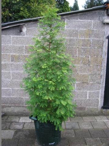 Metasequoia glytostroboides, chinese moerascypres fris groen beschikbaar voor biedingen