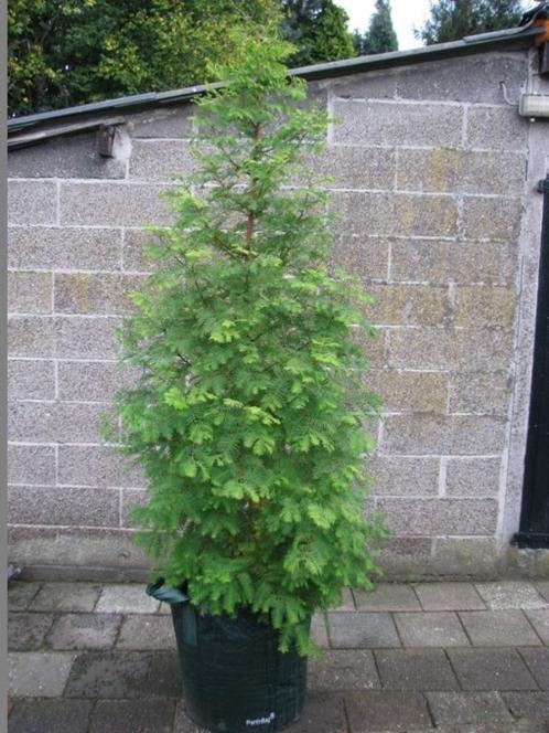 Metasequoia glytostroboides, chinese moerascypres fris groen, Tuin en Terras, Planten | Bomen, Overige soorten, 100 tot 250 cm