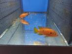 Koppel Hemchromis bimaculatus/lifalili