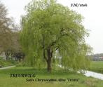 TREURWILGEN SALIX CHRYSOCOMA, HOOGSTAMMEN , 32€/stuk, Tuin en Terras, Ophalen, Lente, Treurboom, 250 tot 400 cm