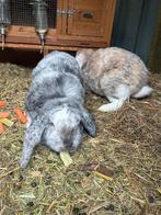 2 konijntjes te koop, Dieren en Toebehoren, Konijnen, Vrouwelijk, Middelgroot, 0 tot 2 jaar