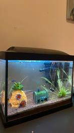 Aquarium met vissen en toebehoren, Dieren en Toebehoren