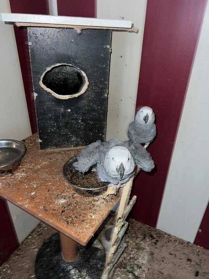 Kweekkoppel Afrikaanse grijze papegaaien (Jako), Dieren en Toebehoren, Vogels | Parkieten en Papegaaien, Papegaai, Meerdere dieren