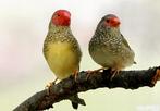 binsenastrilde, Dieren en Toebehoren, Vogels | Overige Vogels, Meerdere dieren, Tropenvogel, Geringd