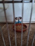 Dwergpapagaai personata, Dieren en Toebehoren, Geslacht onbekend, Dwergpapegaai of Agapornis, Geringd