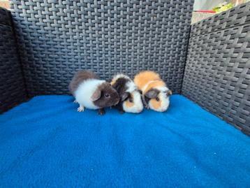 3 mooie lieve US teddy cavia broertjes beschikbaar voor biedingen