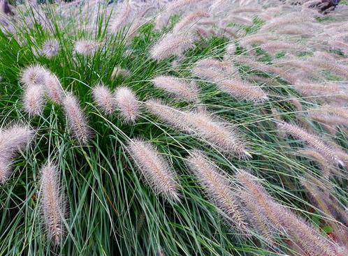 Grote bossen lampenpoetsersgras, Tuin en Terras, Planten | Tuinplanten, Ophalen