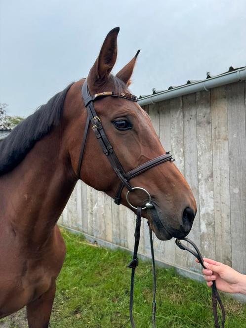 8 jarige merrie (v. Kannan), Animaux & Accessoires, Chevaux, Jument, M, 7 à 10 ans, Cheval de saut, Avec pedigree, Avec puce électronique