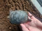 Tortue aldabra gigantea, Dieren en Toebehoren, Reptielen en Amfibieën, Schildpad, 0 tot 2 jaar