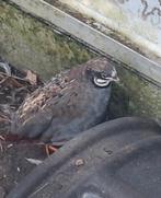 Chinese dwergkwartel mannetje, Dieren en Toebehoren, Mannelijk, Overige soorten