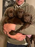 Raszuivere labrador pups, België, Fokker | Hobbymatig, 8 tot 15 weken, CDV (hondenziekte)