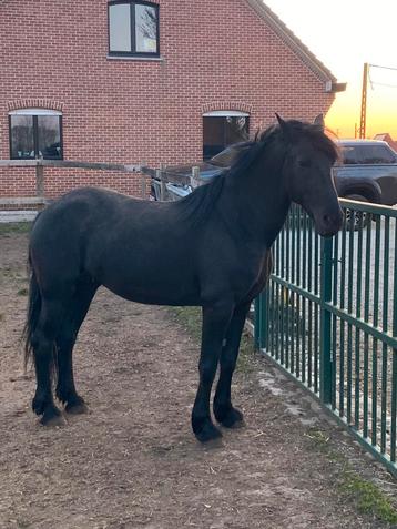  friese merrie (ymke) beschikbaar voor biedingen