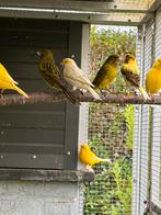 Kanarie mannen, Dieren en Toebehoren, Vogels | Kanaries, Mannelijk, Kleurkanarie