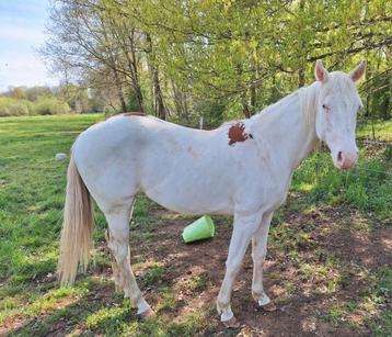 2jarige paint merrie  beschikbaar voor biedingen