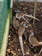 Lady fazant hanen, Dieren en Toebehoren, Mannelijk, Overige soorten