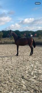 Dressuur hengst, Dieren en Toebehoren, Paarden, Gechipt, Dressuurpaard, 0 tot 2 jaar, Hengst