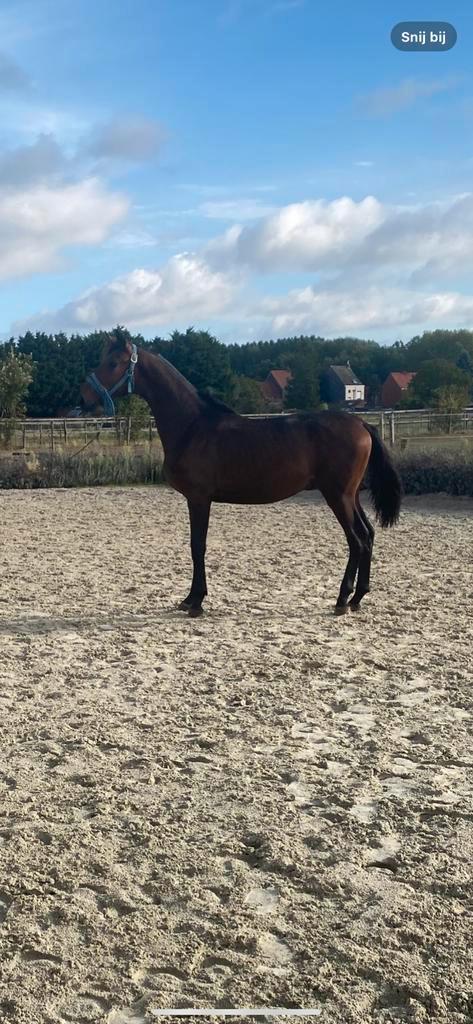 Dressuur hengst, Dieren en Toebehoren, Paarden, Hengst, Onbeleerd, 165 tot 170 cm, 0 tot 2 jaar, Dressuurpaard, Met stamboom, Gechipt
