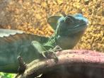 Mannelijke Basiliscus plumifrons met terrarium, Hagedis, Met terrarium, 0 tot 2 jaar