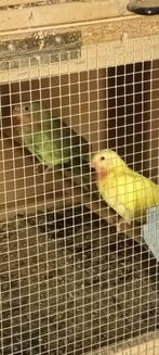 prinses van Wales parkieten, Dieren en Toebehoren, Vogels | Parkieten en Papegaaien, Meerdere dieren, Parkiet, Geringd