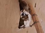 Japanse meeuwtjes,kanaries, Dieren en Toebehoren, Vogels | Overige Vogels