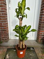 Dracaena 110 cm, Huis en Inrichting, Kamerplanten, Overige soorten, 100 tot 150 cm, Ophalen of Verzenden, In pot