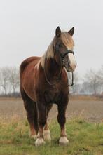 Breton merrie, Dieren en Toebehoren, Paarden, Merrie, Gechipt, Zadelmak, 3 tot 6 jaar