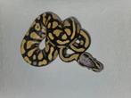 Ballpython#pytonregius#dessertghost#pied