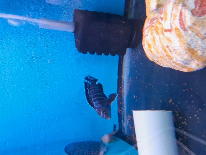 Verschillende jonge Malawi cichliden, Dieren en Toebehoren, Vissen | Aquariumvissen, Zoetwatervis, Vis