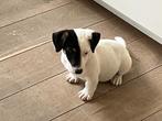 Jack russell pups, België, Particulier, Jack Russell Terriër, 8 tot 15 weken